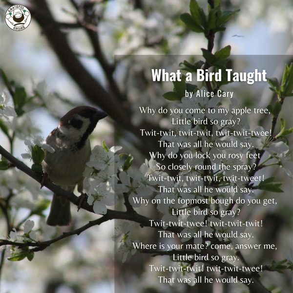 Bird Poems - What a Bird Taught