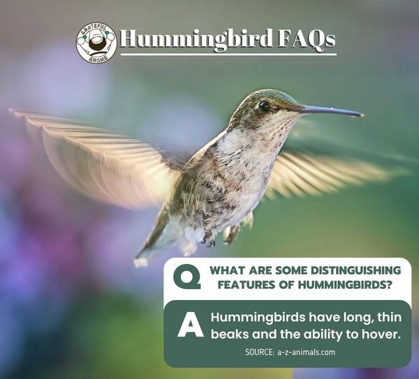 Hummingbird FAQs