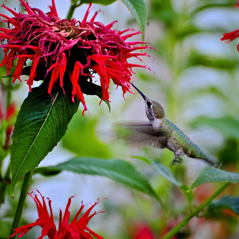 What do hummingbirds eat