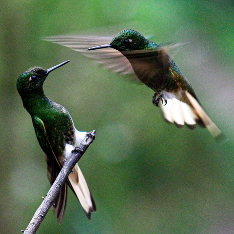 What is the hummingbird courtship display like