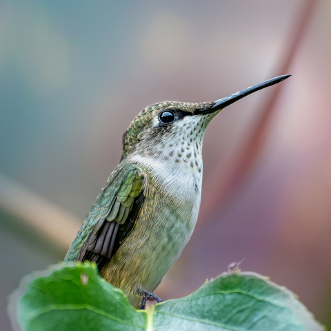 What is the hummingbird's main predator