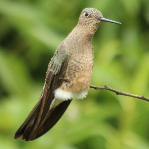 What is the largest hummingbird species