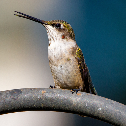 What is the purpose of a hummingbird's long bill