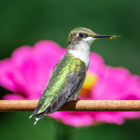 What is the purpose of the hummingbird's long, thin beak