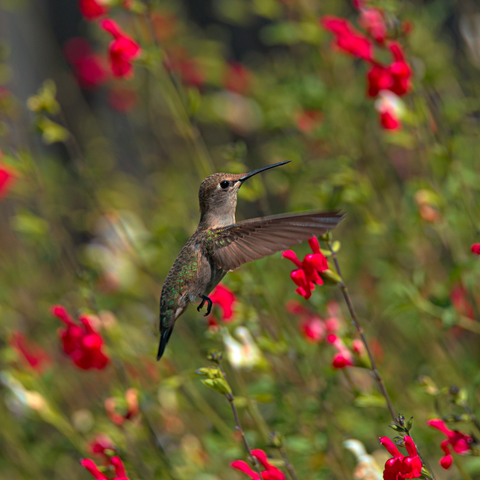 What is the role of hummingbirds in pollination