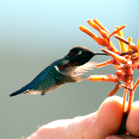 What is the smallest hummingbird species