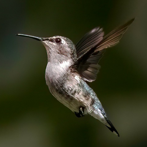 What is the smallest hummingbird species in the world