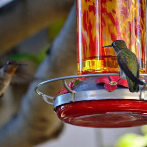What should I feed hummingbirds?