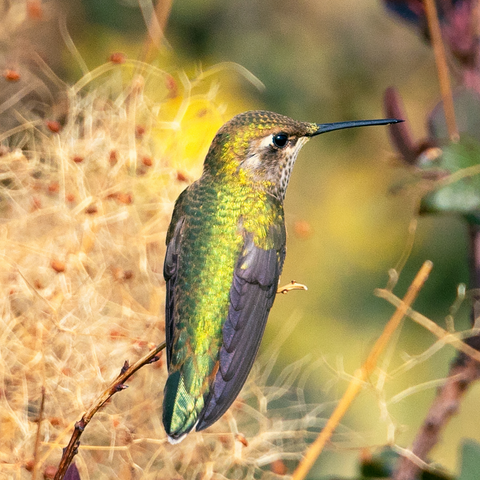 What threats do hummingbirds face