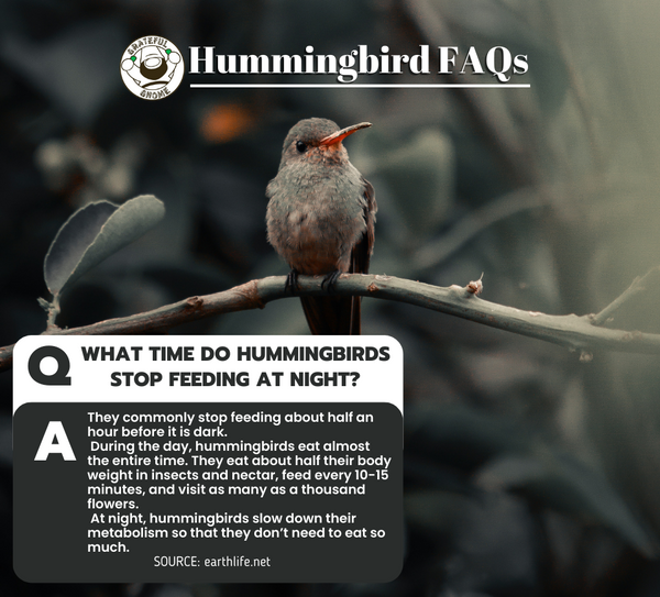 Hummingbird FAQs