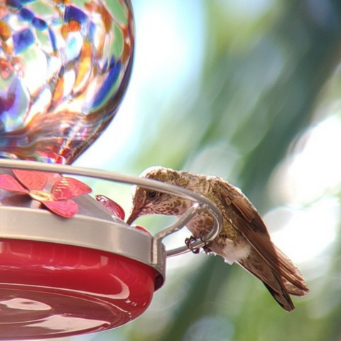When is the best time to feed hummingbirds?