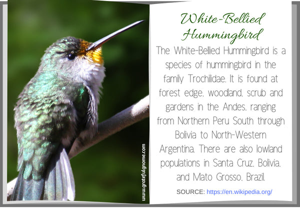 White-Bellied Hummingbird