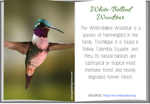 White-Bellied Woodstar