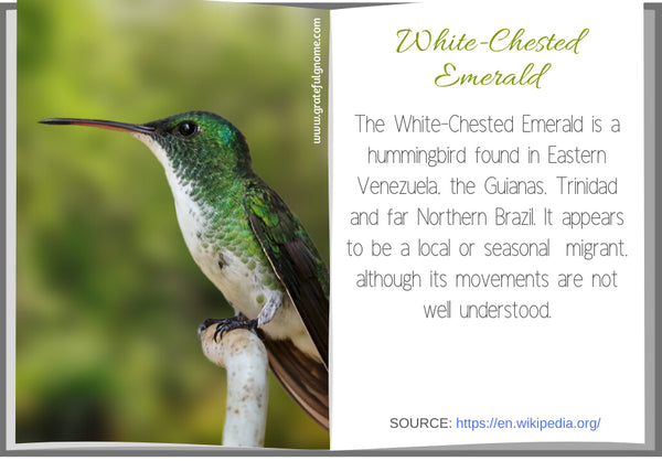 White-Chested Emerald