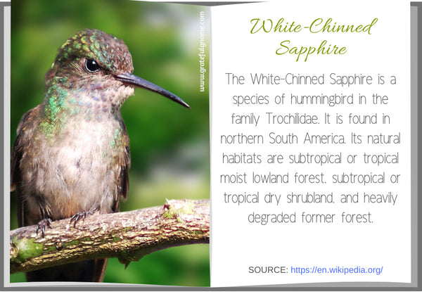 White-Chinned Sapphire