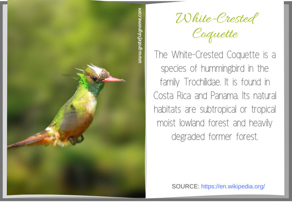 White-Crested Coquette