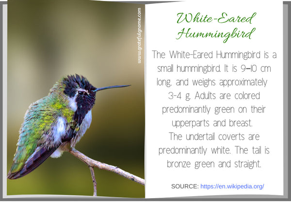 White-Eared Hummingbird