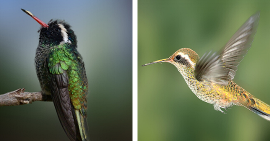 White-Eared Hummingbird