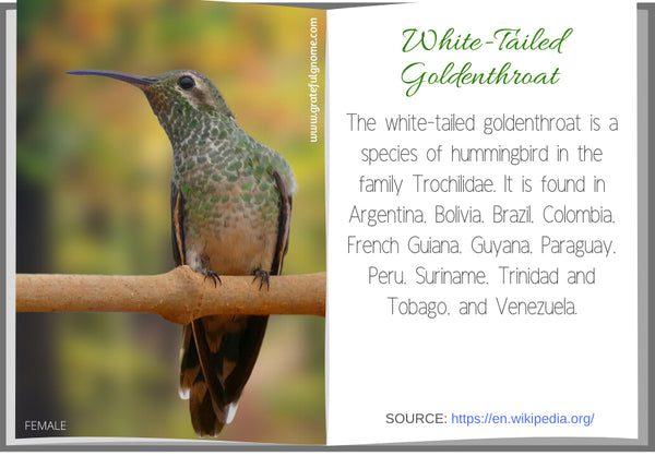 White-Tailed Goldenthroat 