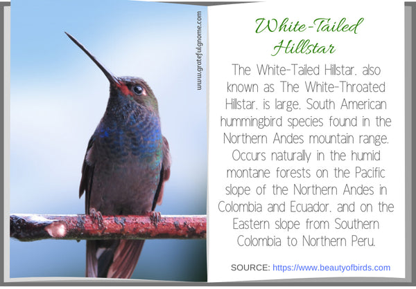 White-Tailed Hillstar 