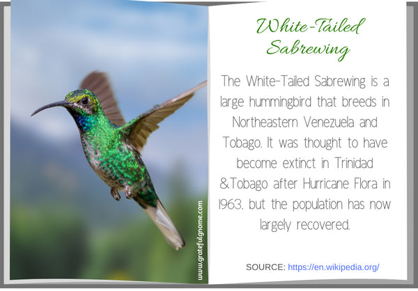 White-Tailed Sabrewing
