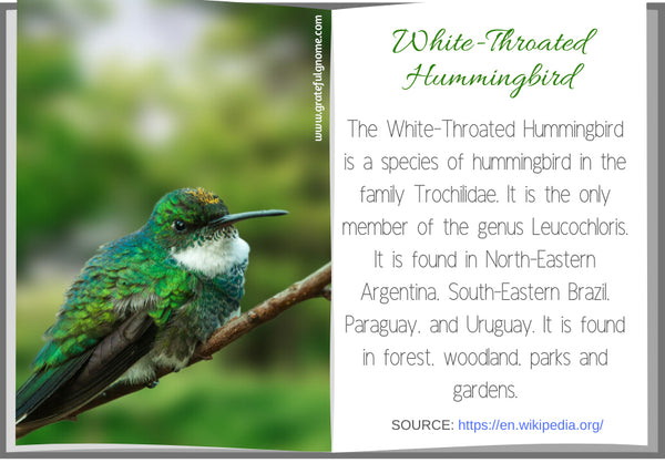 White-Throated Hummingbird