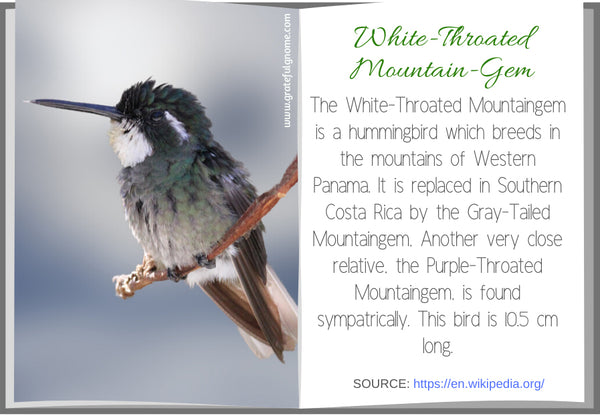 White-Throated Mountain-Gem