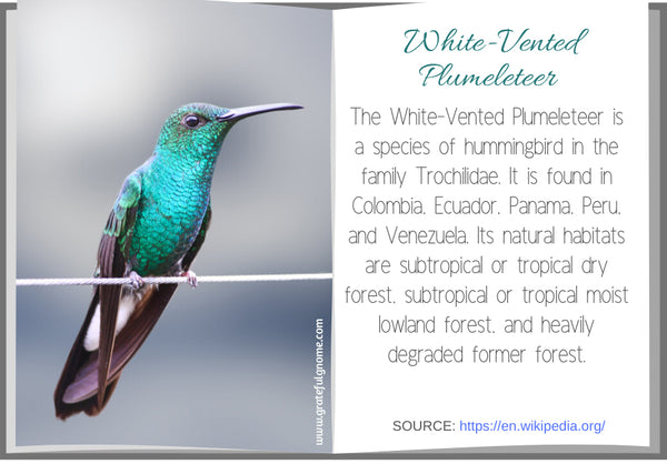 White-Vented Plumeleteer 