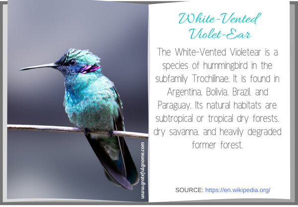 White-Vented Violet-Ear