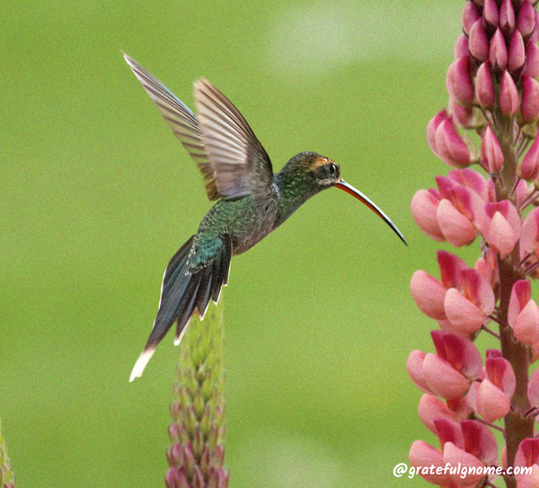 White-Whiskered Hermit 