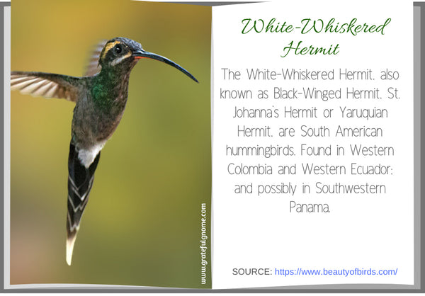 White-Whiskered Hermit 