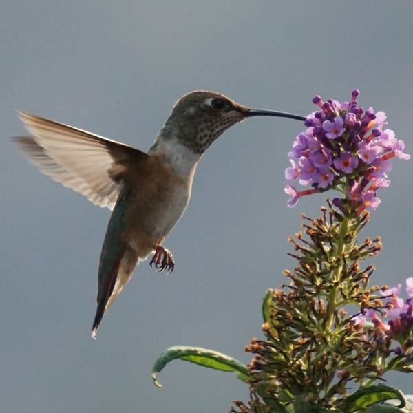 Winged Wonders: Unforgettable Facts That Showcase Hummingbird Adaptations