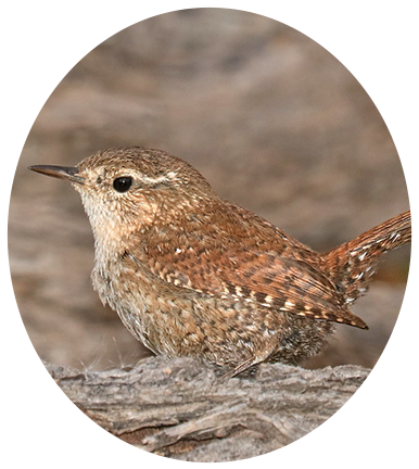 Winter Wren