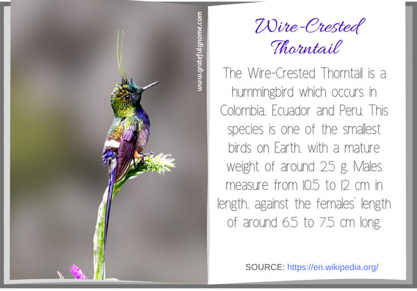 Wire-Crested Thorntail 