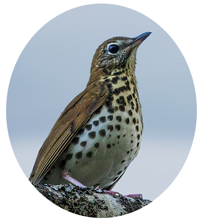 Wood Thrush