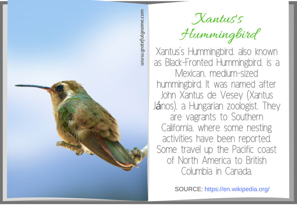 Xantus's Hummingbird