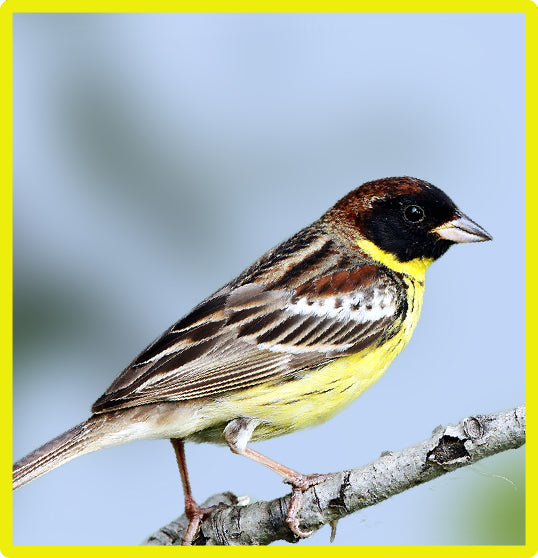 Yellow-breasted Bunting 