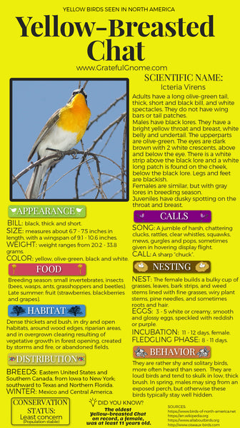Yellow-breasted Chat Infographic