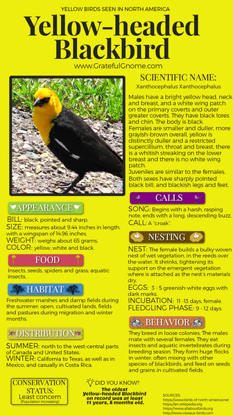 Yellow-headed Blackbird Infographic