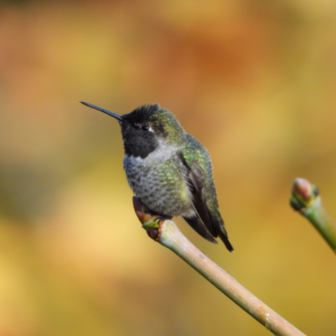 Your Complete Guide To Hummingbird Identification
