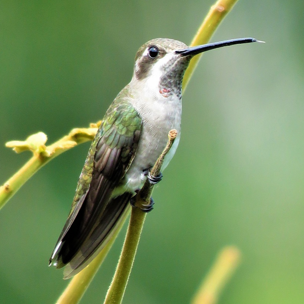 Your Hummingbird Handbook: FAQs Addressed for Beginner Enthusiasts