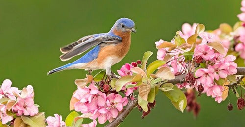 adorable-spring-birds-to-welcome-warm-weather