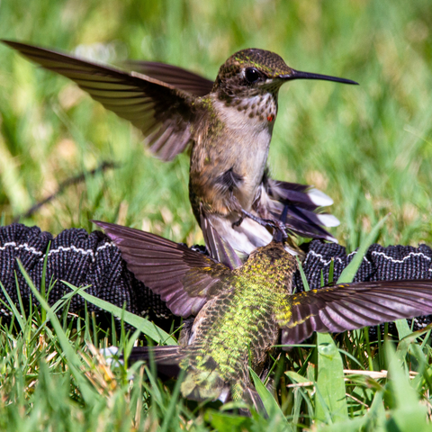 Hummingbird aggression