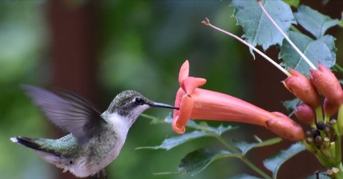 ask-the-experts-hummingbird-behavior-explained