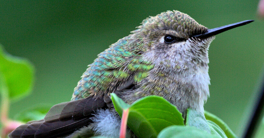 dangers to hummingbirds