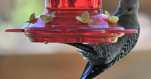 do-other-birds-drink-from-hummingbird-feeders