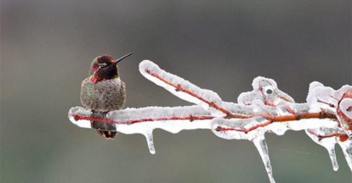 expert-tips-to-attract-hummingbirds-in-winter