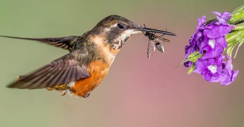 feeding-hummingbirds-insects