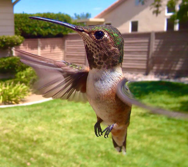 female rufous hummingbird