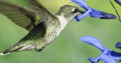 fueling-migration-how-hummingbirds-keep-their-engines-running
